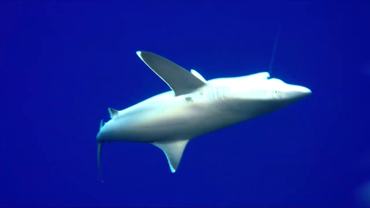 THE WAN FISHING (SHORT FILM) Mauritius Island