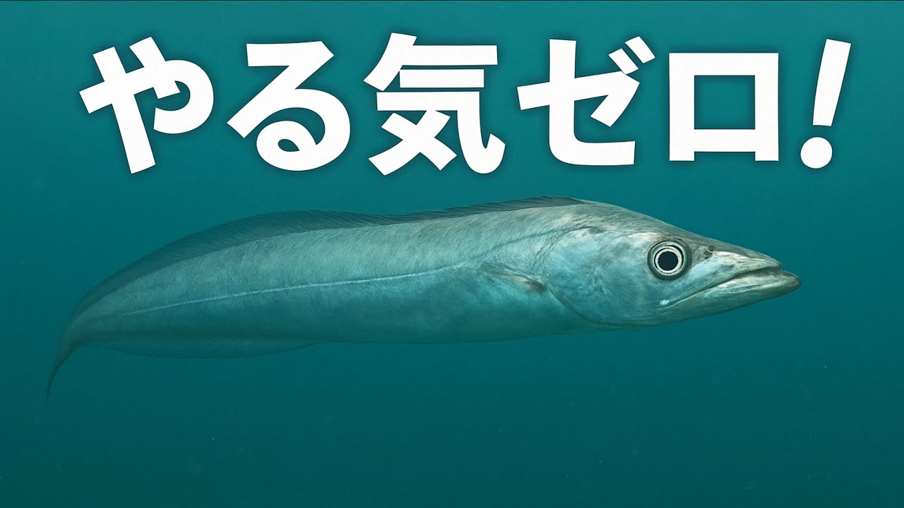 水中映像】あまり観れない博多湾水深14mの海底とやる気のない太刀魚