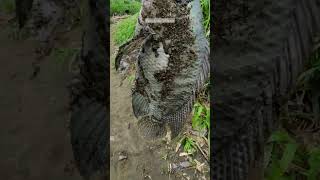 Pesca De Tilapias Gigantes