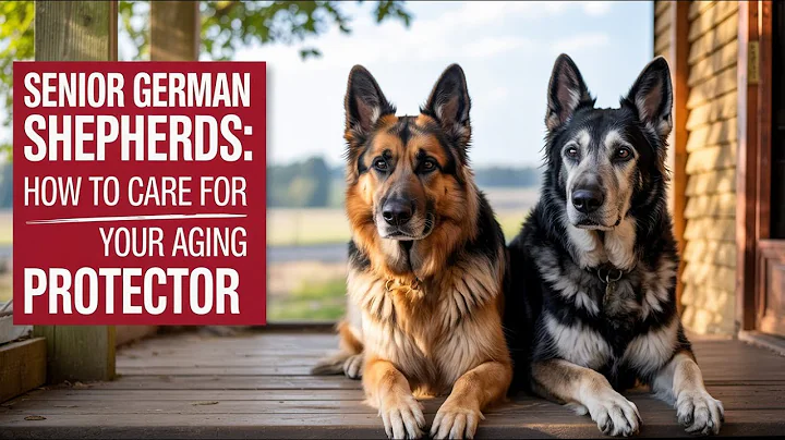 Senior German Shepherds: How to Care for Your Aging Protector