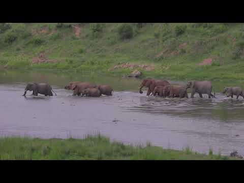 Did These Elephant REALLY Just Walk in a STRAIGHT LINE Across a River??