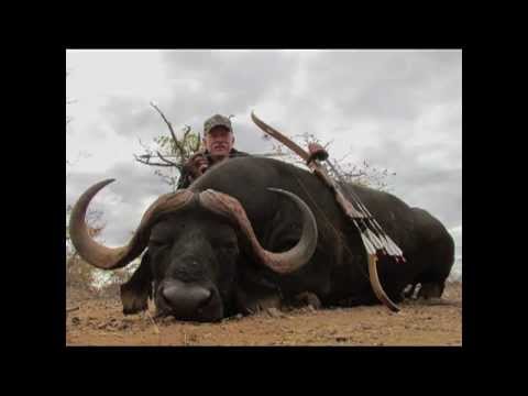 Cape Buffalo with GrizzlyStik Ashby Broadhead http://www.AlaskaBowhunting.com