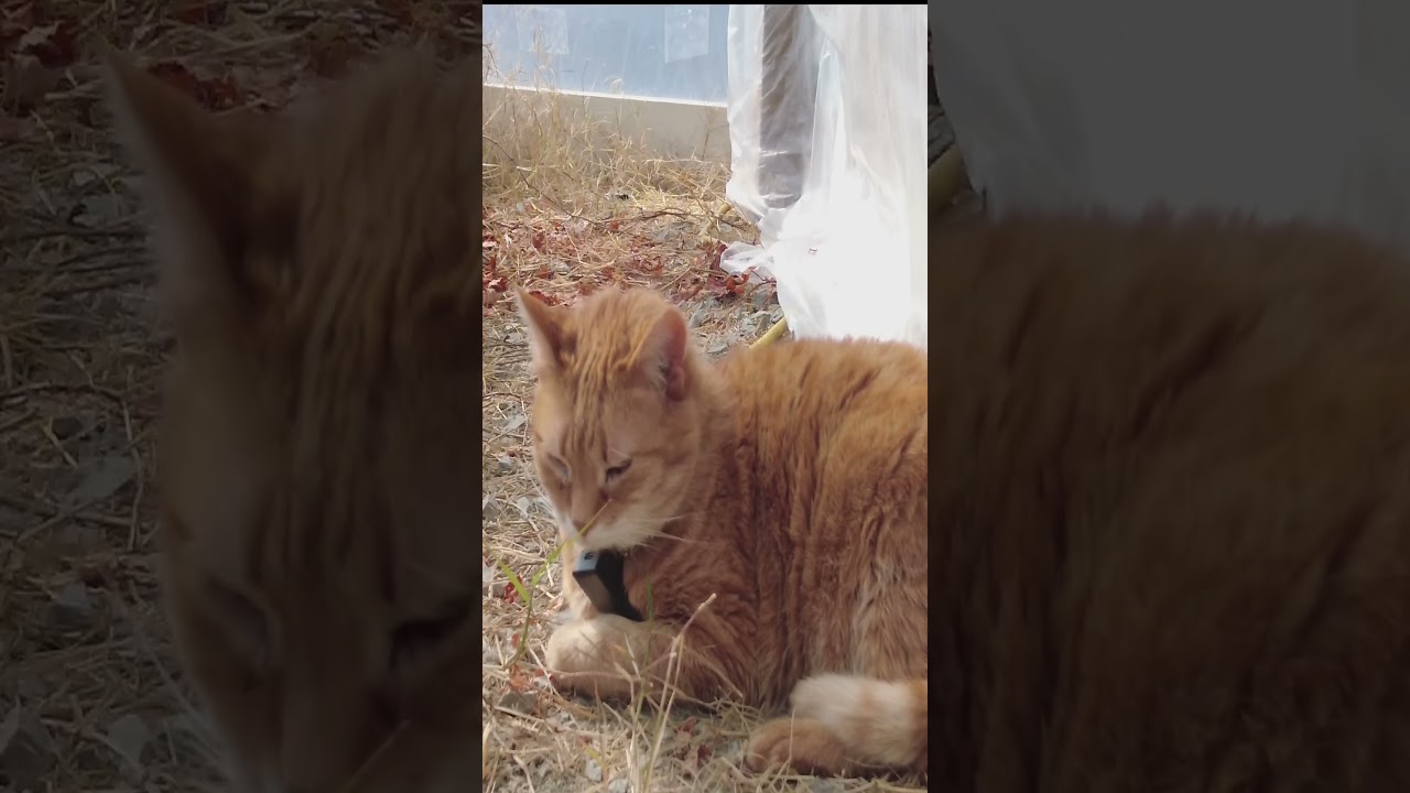 The Most Viral Farm Cat ASMR of 2025! 📈😻