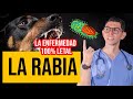LA RABIA| Enfermedad 100% letal | DrPoloGuerrero