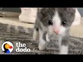 Wobbliest Foster Kitty Falls In Love With 1-Year-Old Dog | The Dodo Little But Fierce