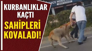 Kaçak Kurbanliklar Ortaliği Bi̇rbi̇ri̇ne Katti