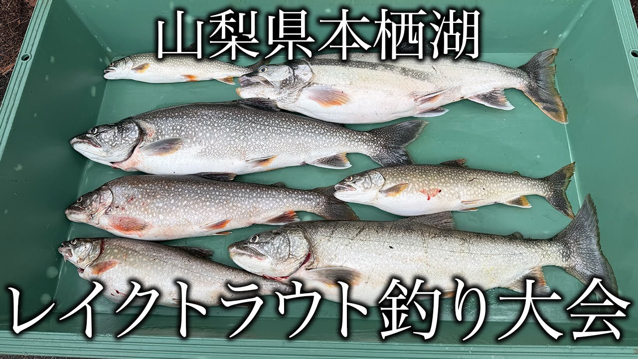 【レイクトラウト】本栖湖で繁殖してしまった大型外来魚を駆除せよ！