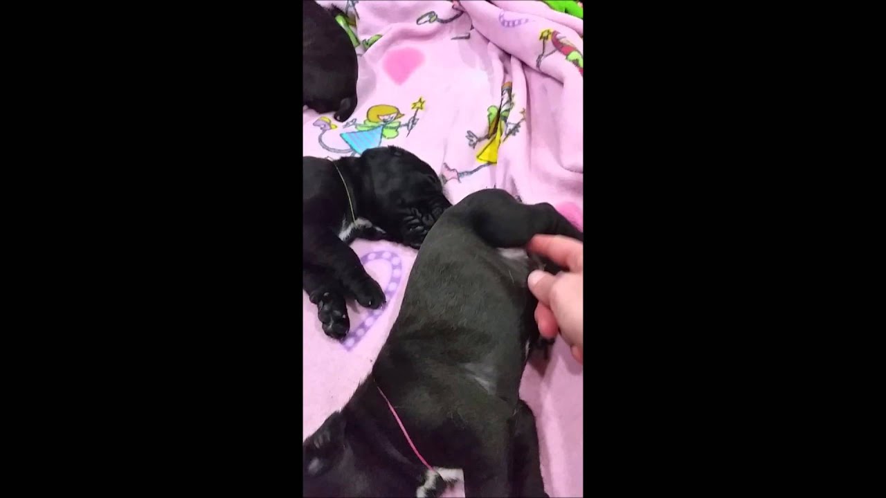 illinois university FIDECORE PUPPIES 2014