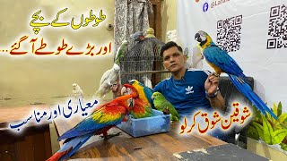 Rare, Big & Exotic Parrots Setup Tour | Laraib Ali Syed | PBI Official