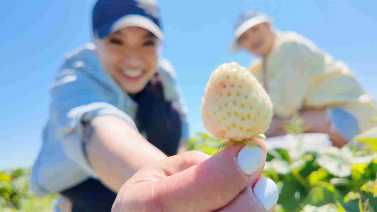 FAMILY DAY AT THE FARM (PICKING FRESH FRUITS) | SASVlogs