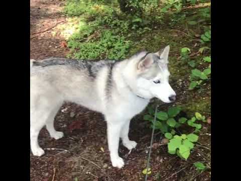 husky rocking horse