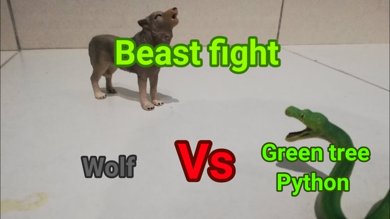 Beast fight: Wolf vs green tree python - YouTube