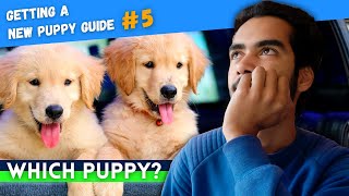 The Art of Puppy Selection: Matching Energy Levels for a Perfect Fit!
