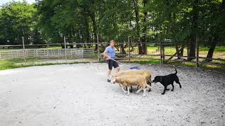 Labrador Retriever - sheepdog third training