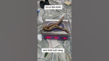 Tam thất rừng ruột vàng 0868383676 #sâm #samlaichau #samngọclinh #tamthat #tamthathoang #samvudiep