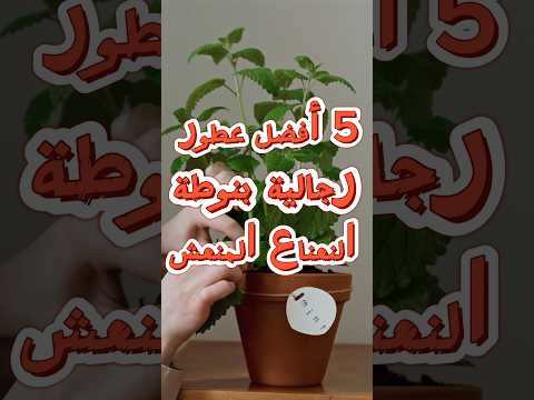 5 أفضل عطور برائحة النعناع المنعش لطف الجو بالعبق الأخضر  5