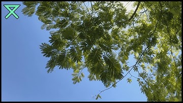 Relaxing Leaves Blowing in the Wind | Tree Branches Swaying - Piano Music