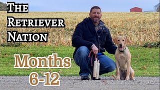 Puppy Training Months 612 ~ Formal Training Begins ~ Prepare for Field Work ~ Timeline of Concepts