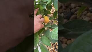 تخزين ثمار برتقال فالنسيا ( البرتقال الصيفي ) على الشجرة لمدة شهرين زيادة بعد يناير ولا تزيد عليها