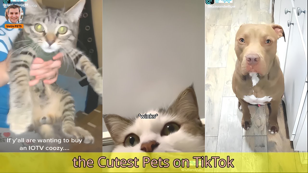 2022|33 the Cutest Pets on TikTok - YouTube