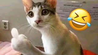 Funny Cat Videos | Cute Cat Videos 😈😳 angry cat 🤣😸 #66
