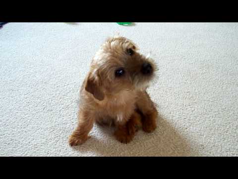 Video: Giống Chó Norfolk Terrier Không Gây Dị ứng, Sức Khỏe Và Tuổi Thọ