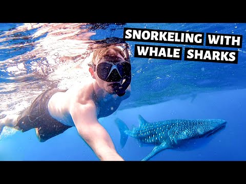 Maldives Whale Shark
