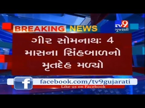 GirSomanth: 4 month old Lion cub found dead-Tv9