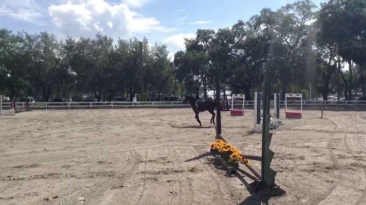 Amelia Redd SAF Sept. Horse Show