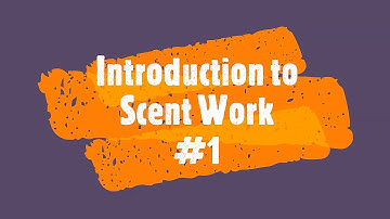 Scent work #1