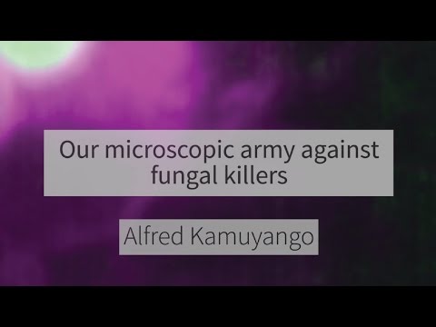 Our microscopic army against fungal killers