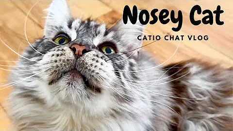 Video 4017141: mainecoon cat, pets animals catlover, tiny cat, catio, cute cat family