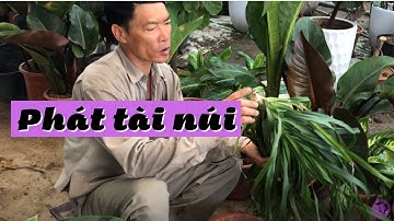 Học Cách Giâm Phát Tài Núi Bằng Ngọn Từ Nhà Vườn | CÂY CẢNH CHỢ HÀNG | Đoạn Đằng Phong | Hải Phòng