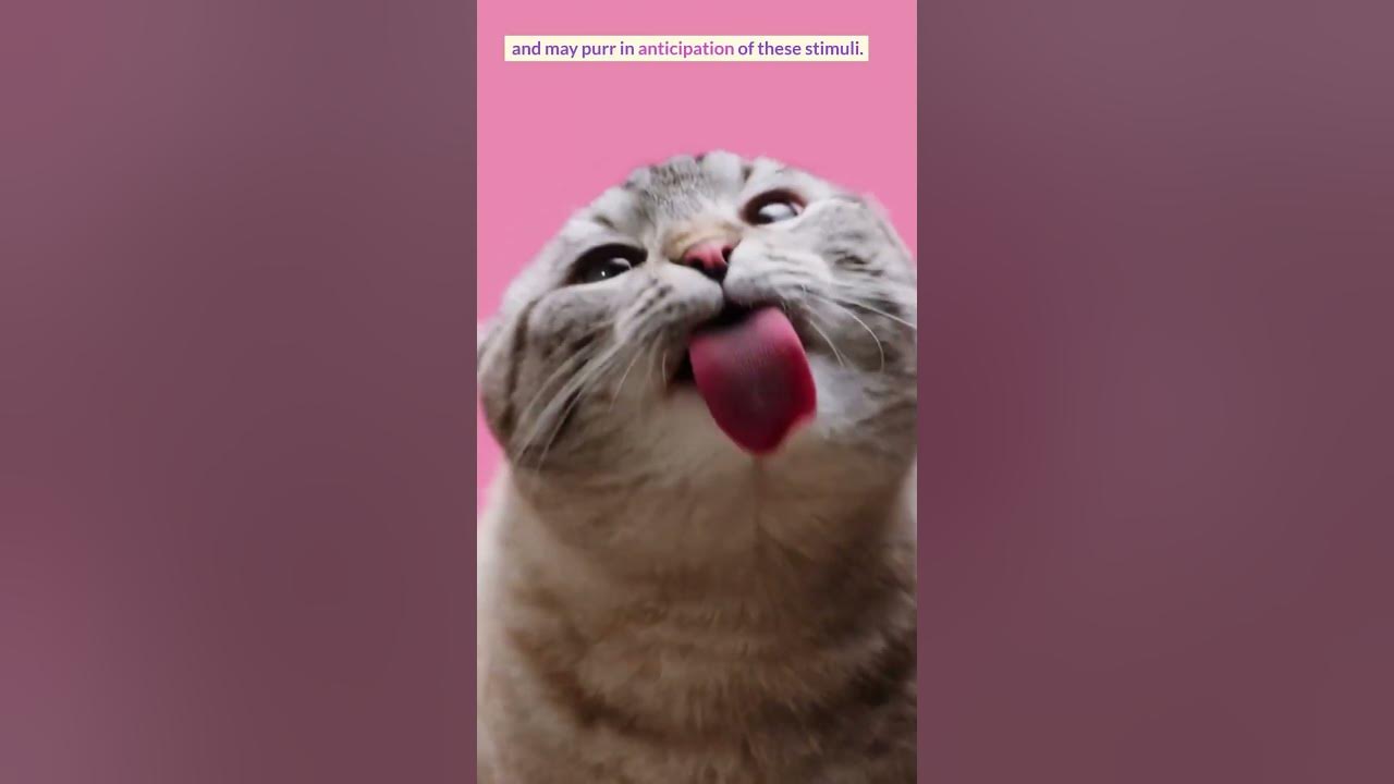 Part 3 Why Does My Cat Purr And How Does She Do It YouTube