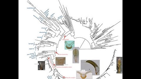 Phylogenetics and systematics (Brent Mishler)