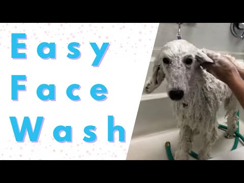 How to safely wash your dogs face...