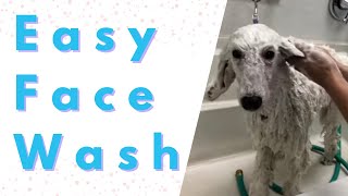 How to safely wash your dogs face...