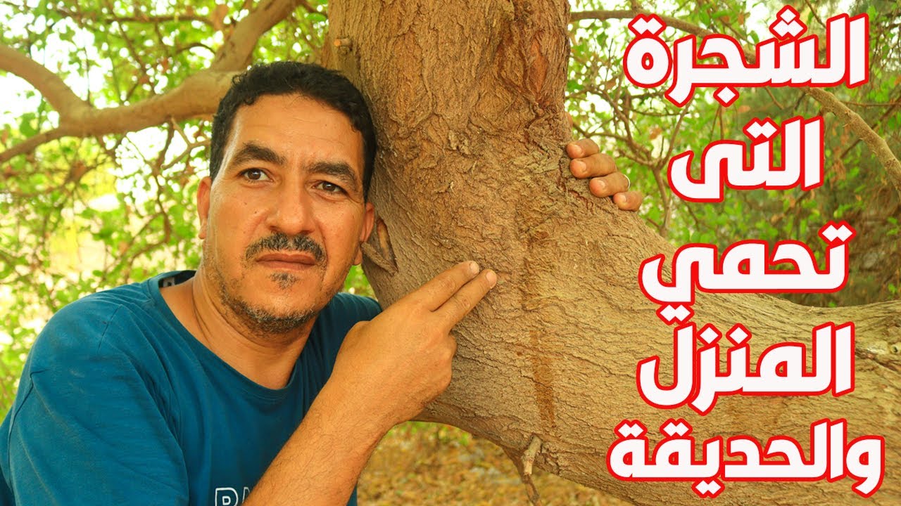 الشجرة الوحيدة فى العالم التى تقتل جميع الحشرات والذباب والباعوض ويستخرج منها اقوى مبيد حشرى طبيعي