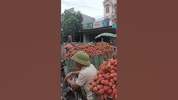 Vải thiều lục ngạn #travel #vảithiều