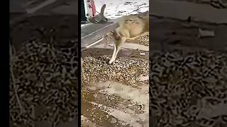 Saving Deer From Danger#SaveDeer#DeerRescue#SaveWildlife#WildlifeRescue#AnimalRescue