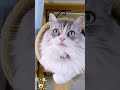 亡きリーア姫の誕生日　#マンチカン #ボス #長毛猫
