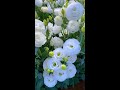 White Eustoma Represents Pure Love...