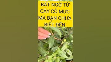 Bất ngờ từ cây cỏ mực mà bạn chưa biết đến