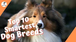 Top 10 Smartest Dog Breeds 2020 | LuverDog by luver dog 342 views 3 years ago 4 minutes, 6 seconds