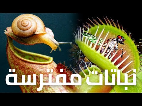النباتات المفترسة آكلة اللحوم تعرف علي النباتات أكلة الحشرات والقوارض