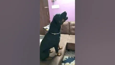 Rex the Rottweiler sings on instruction