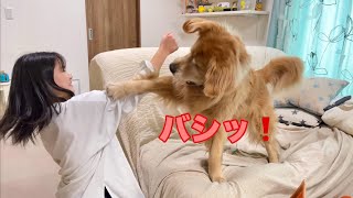 姉を倒すには高い所がいいと気付いてしまった大型犬クッキー【ゴールデンレトリバーとミニチュアダックスフンド】