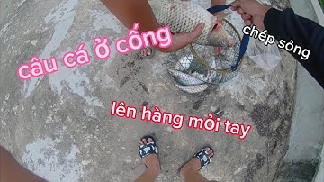 hành trình câu cá ở cống ngăn mặn, lên cá mỏi tay | chuẩn tín vlog