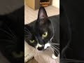こんにちはざきちゃん【#Shorts】白黒猫ざきおtuxedo-cat