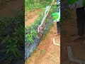 Bottle Fertilizer Hack — Practical? 🥤